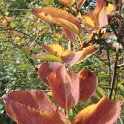 Forsythia x intermedia 'Beatrix Farrand' automne P1C P9